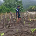 Lanal Bandung bersama Dinas Kelautan dan Perikanan Provinsi Jawa Barat Laksanakan Penanaman Mangrove di Wilayah Pesisir Pantai Selatan Jawa Barat